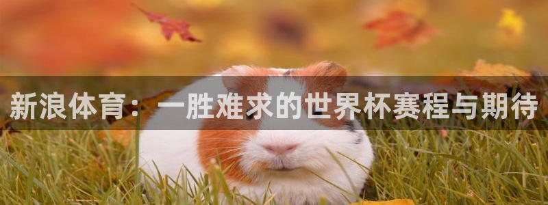 世界杯系列赛：新浪体育：一胜难求的世界杯赛程与期待